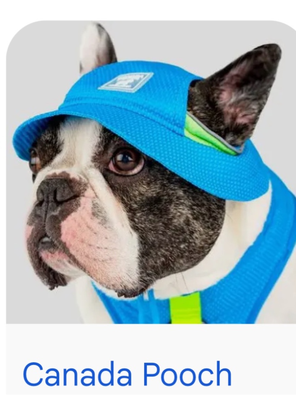 Dog cooling hat NWT*